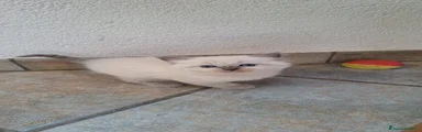 Siberiano 1
