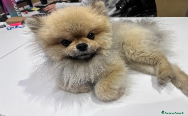 Volpino Pomerania cani a Provincia di Brescia - Annuncio 3