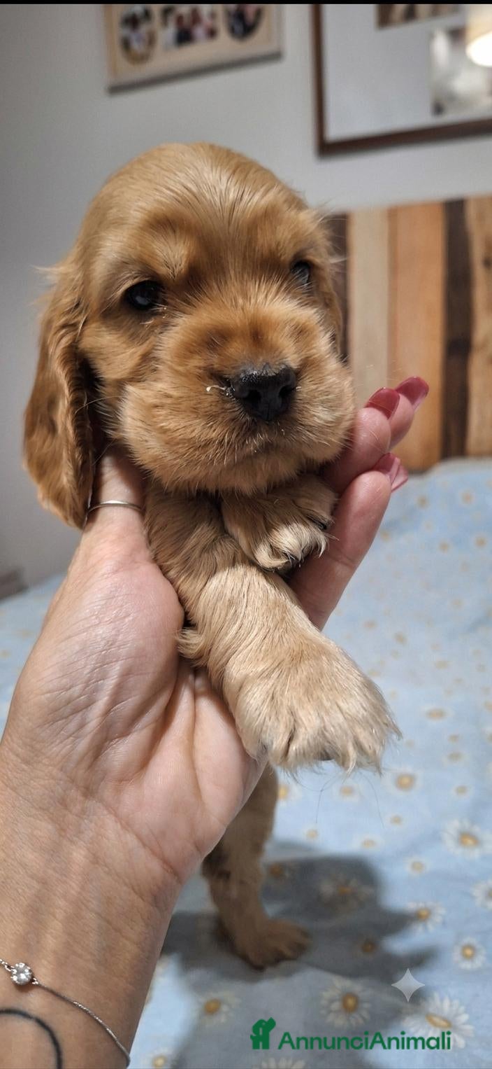 Cocker cani Cuccioli di cocker spaniel inglese  - Annuncio 5