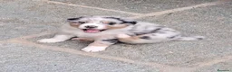 Australian Shepherd cani in vendita: Cucciola  casalinga  a Provincia di Bergamo - Annuncio 3