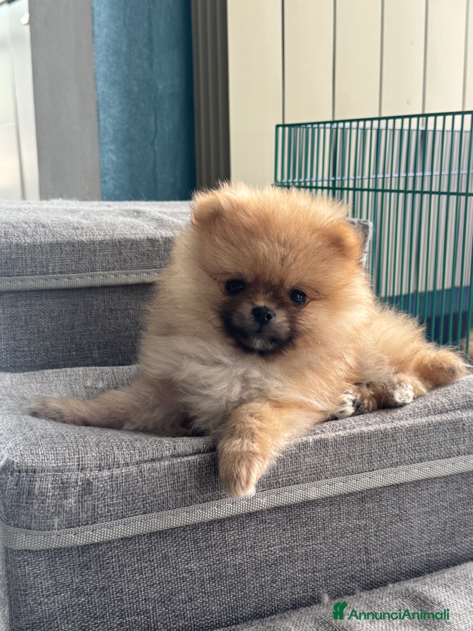Spitz cani Cuccioli di volpino di Pomerania con pedigree  - Annuncio 1