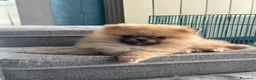 Spitz cani in vendita: Cuccioli di volpino di Pomerania con pedigree  - Annuncio 1
