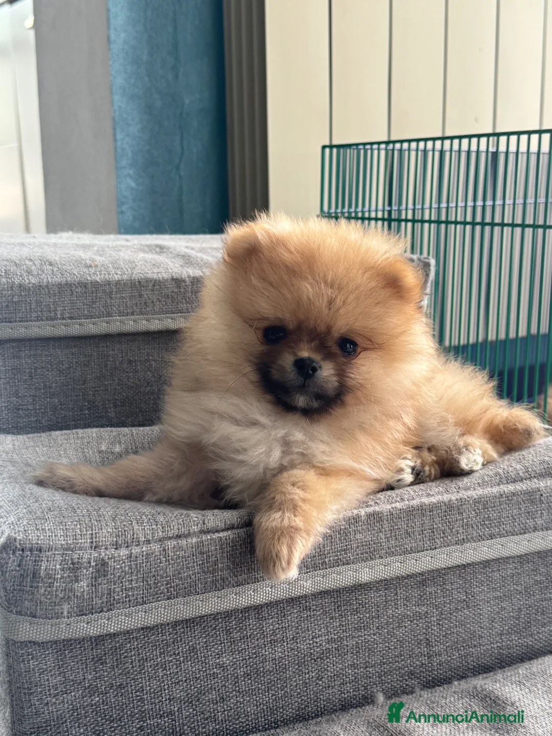Spitz cani in vendita: Cuccioli di volpino di Pomerania con pedigree  - Annuncio 1