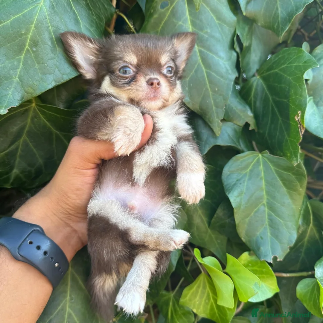 Chihuahua cani in vendita: due maschietti chihuahua pelo lungo pedigree enci  - Annuncio 7