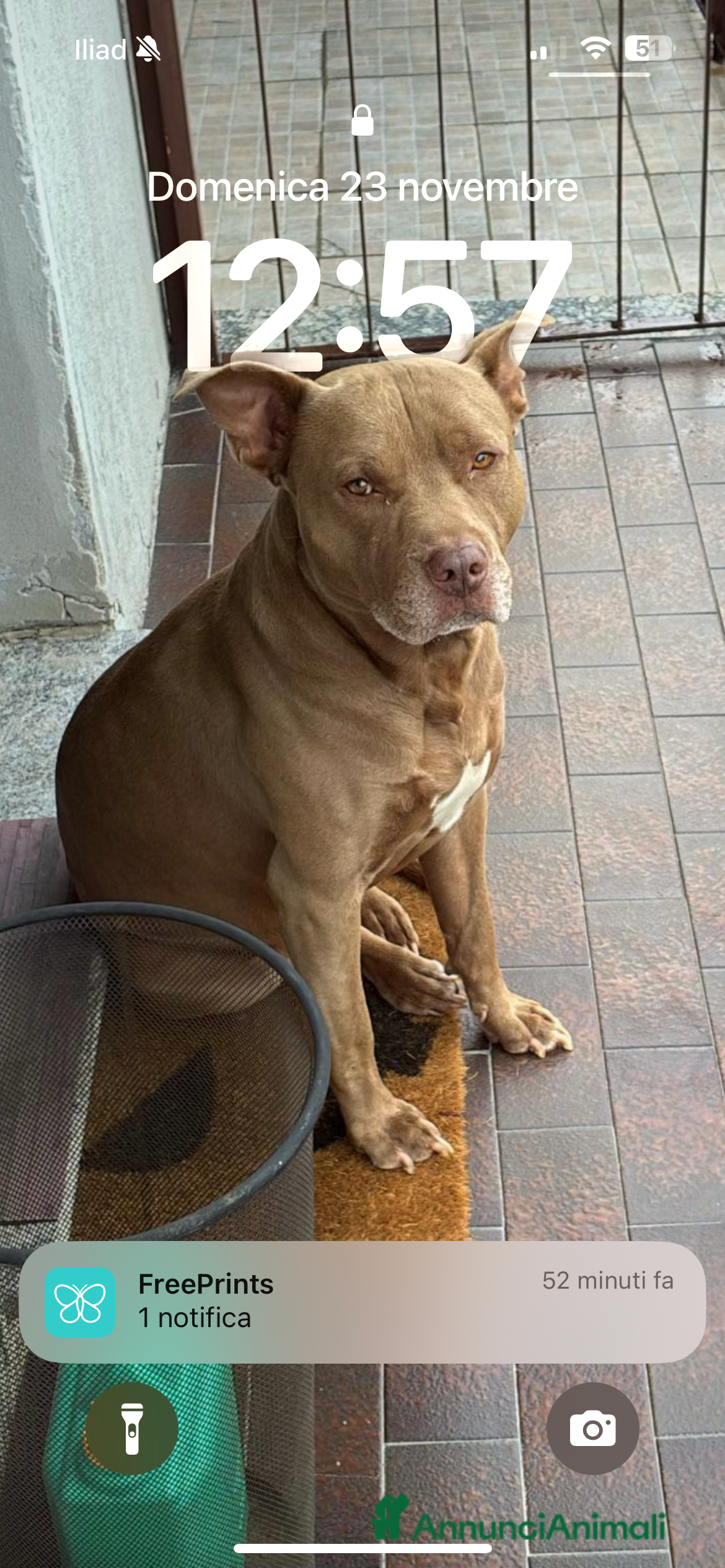 Pitbull cani Cercasi femmina per il mio maschietto  - Annuncio 8