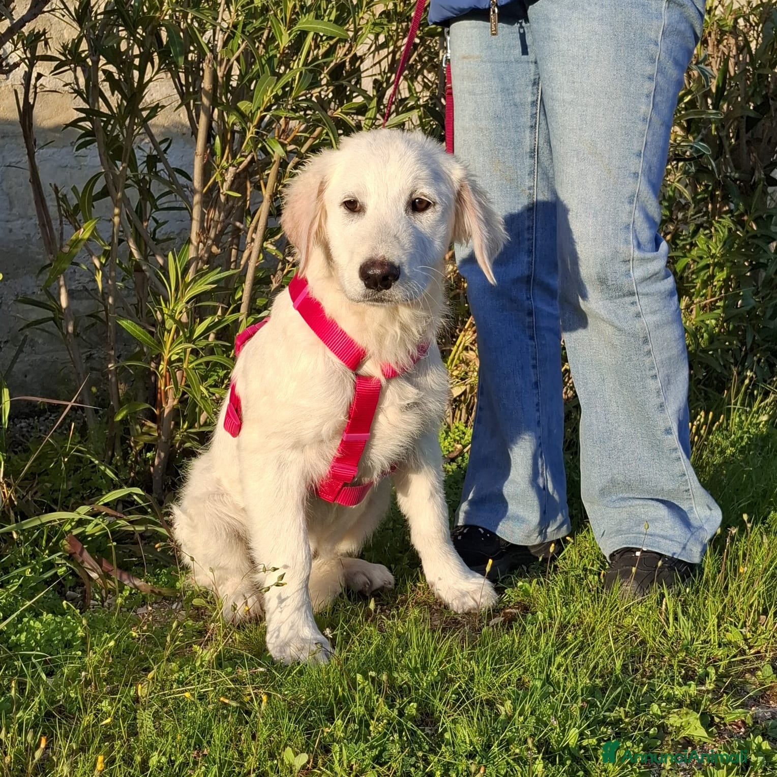 Meticcio cani Lava Cerca Famiglia. Info Monica 3890238584 - Annuncio 18