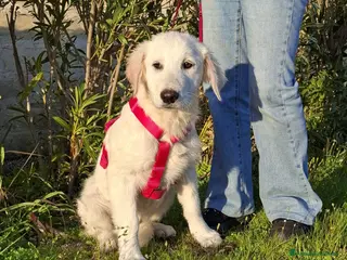 Meticcio cani Lava Cerca Famiglia. Info Monica 3890238584 - Annuncio 18