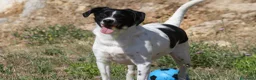 Meticcio cani in regalo: Pedro 2 anni,merita una famiglia - Annuncio 2