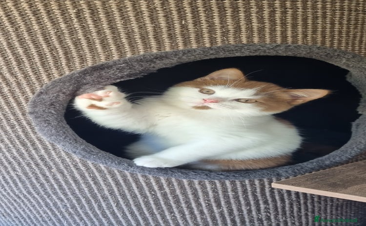 British gatti British shorthair  - Annuncio 1