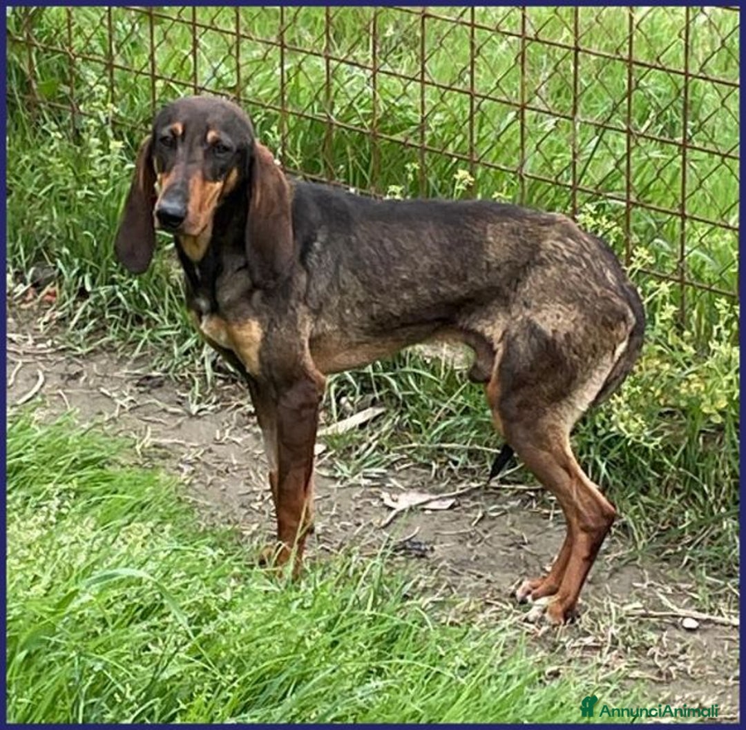 Segugio cani in regalo: ORAZIO 2anni sogna una famiglia tutta sua! - Annuncio 2