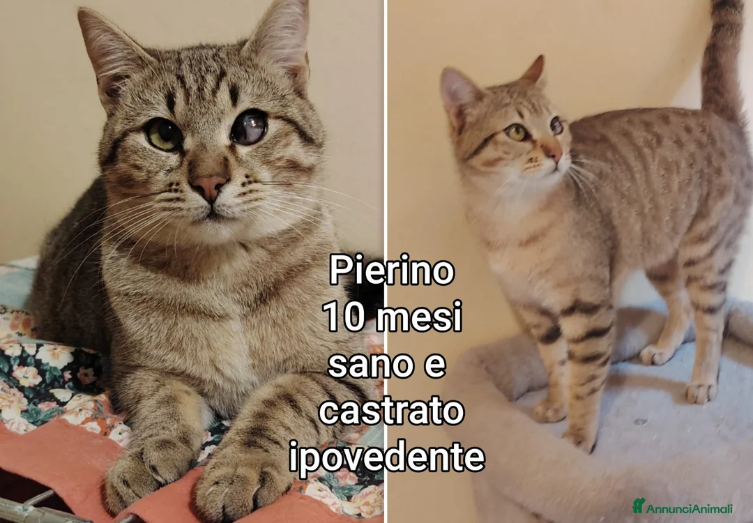 Altre razze gatti in regalo: GATTINI ABBANDONATI: EMERGENZA  a Città metropolitana di Milano - Annuncio 11