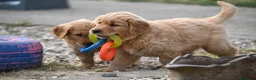 Golden Retriever cani in vendita: Allevamento professionale  cucciolata inglese - Annuncio 14