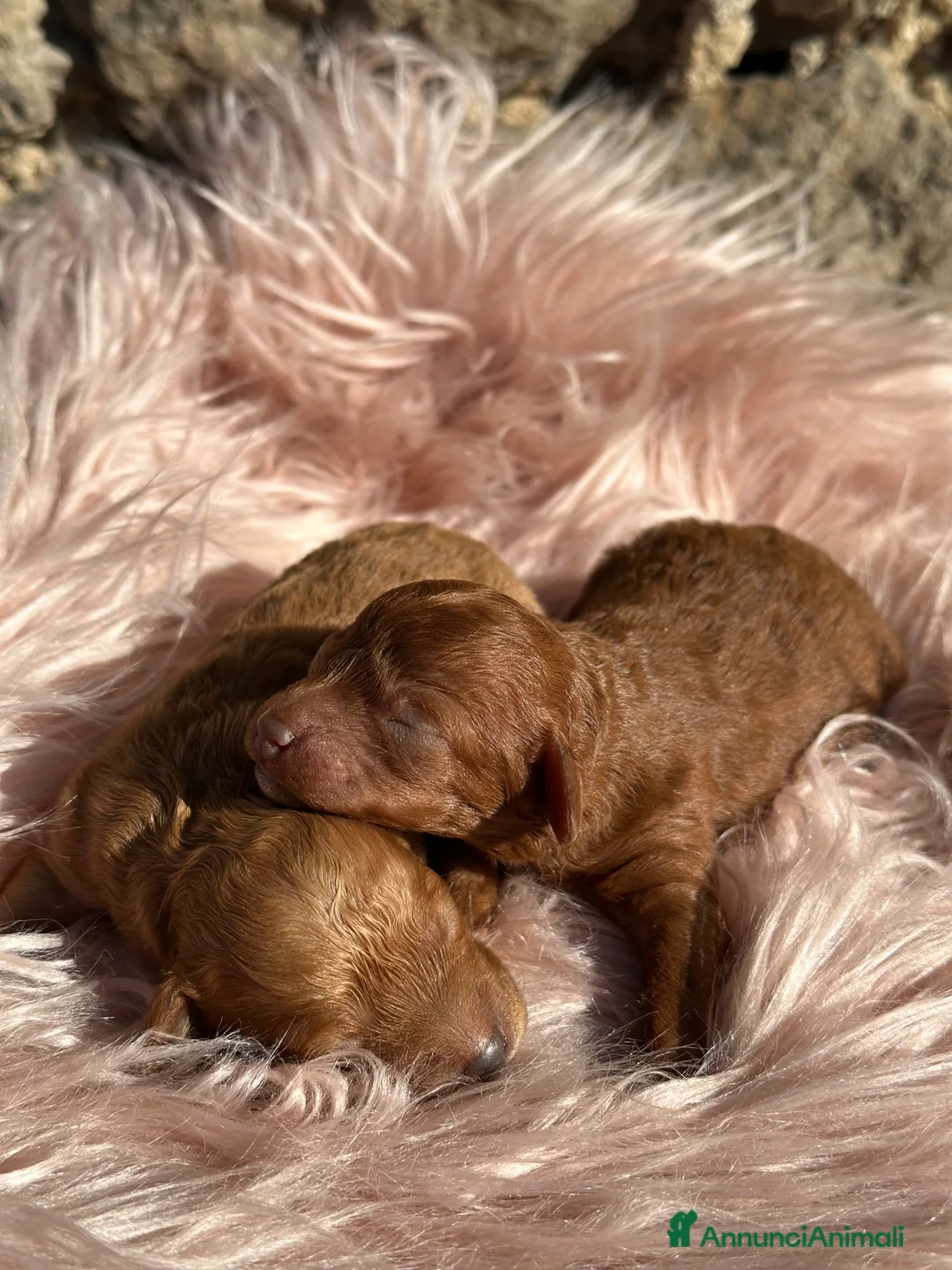Barboncino cani in vendita: Cucciole di barboncino nano colorazione fulva - Annuncio 1