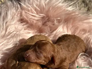 Barboncino cani Cucciole di barboncino nano colorazione fulva - Annuncio 1