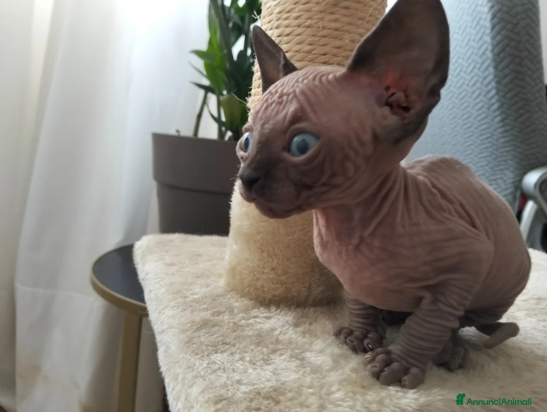 Sphynx gatti in vendita: Gattini Sphynx  - Annuncio 2