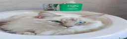 Ragdoll gatti per accoppiamento: Accoppiamento per Ragdoll maschio  - Annuncio 4