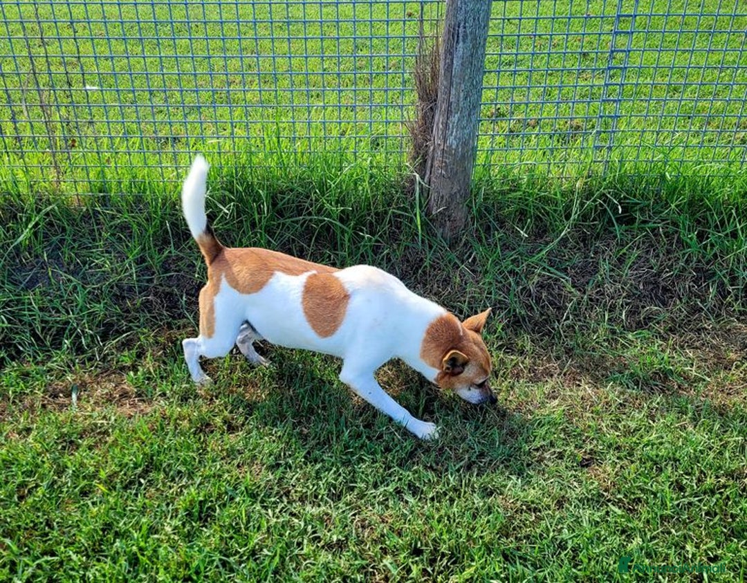 Jack Russell cani in regalo: Tic simpaticissimo derivato jack russell - Annuncio 9