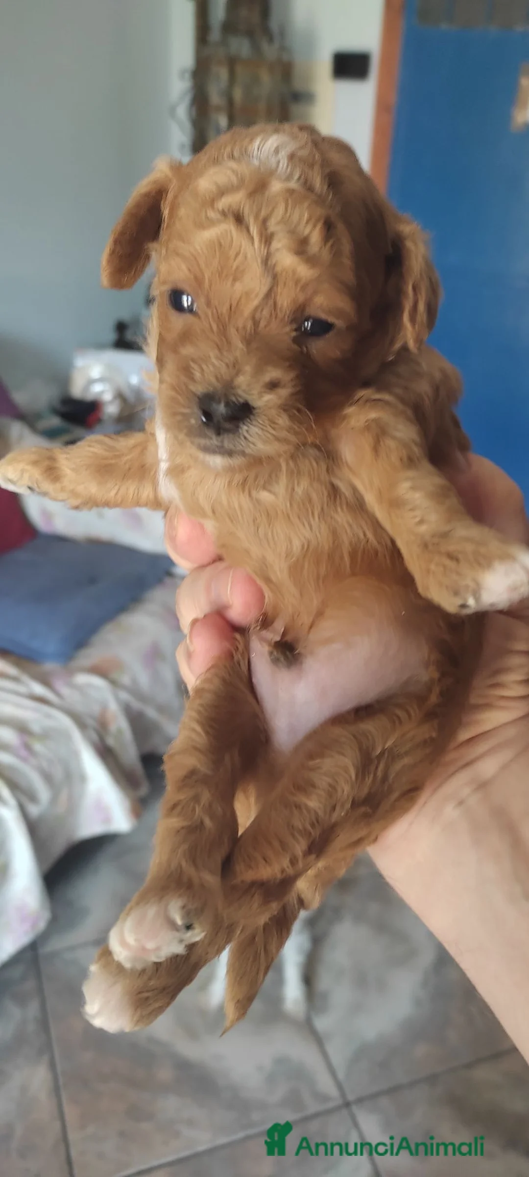 Barboncino cani in vendita: Barboncino red a Provincia di Salerno - Annuncio 2
