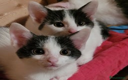 Europeo gatti in regalo: Gattine di due mesi e mezzo a Provincia di Reggio Emilia - Immagine 1
