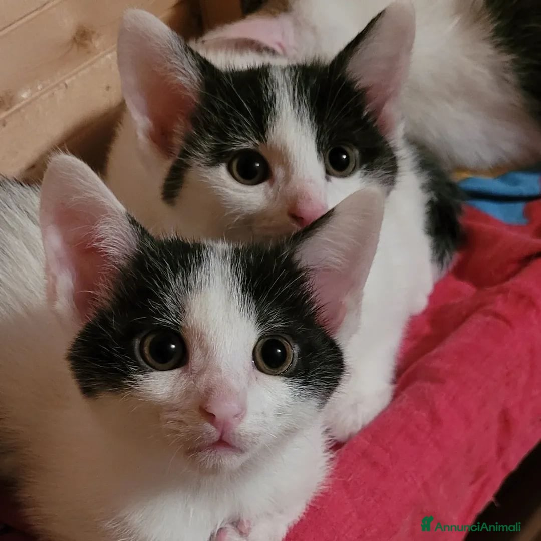 Europeo gatti in regalo: Gattine di due mesi e mezzo a Provincia di Reggio Emilia - Immagine 1