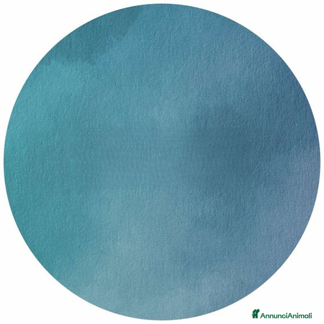 Meticcio cani in regalo: Angelo - Annuncio 2