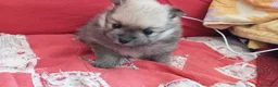 Volpino Pomerania cani in vendita: Pomerania femmina - Annuncio 3