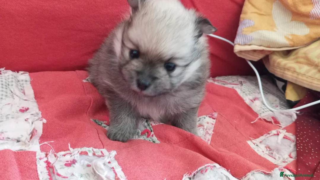 Volpino Pomerania cani in vendita: Pomerania femmina - Annuncio 3