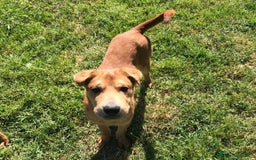 Shar Pei cani in regalo: Cuccioli mix Shar Pei a Provincia di Latina - Immagine 1