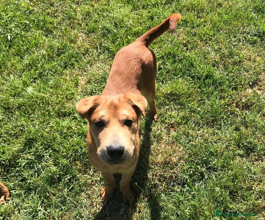 Shar Pei cani in regalo: Cuccioli mix Shar Pei a Provincia di Latina - Immagine 1