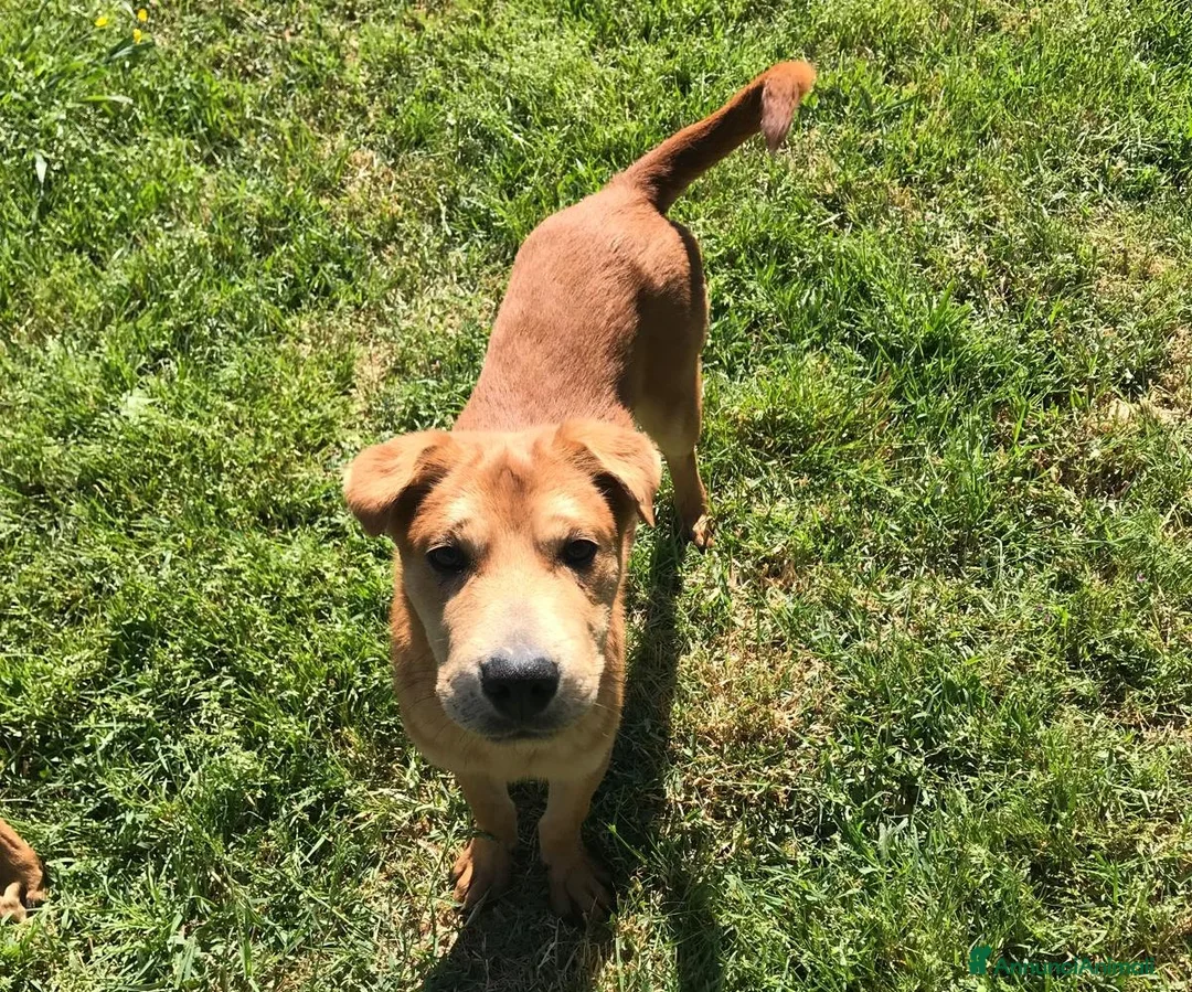 Shar Pei cani in regalo: Cuccioli mix Shar Pei a Provincia di Latina - Annuncio 1