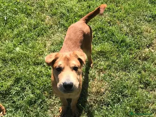 Shar Pei cani Cuccioli mix Shar Pei a Provincia di Latina - Annuncio 16