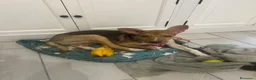 Meticcio cani in regalo: RIO METICCIO a Città metropolitana di Catania - Annuncio 4