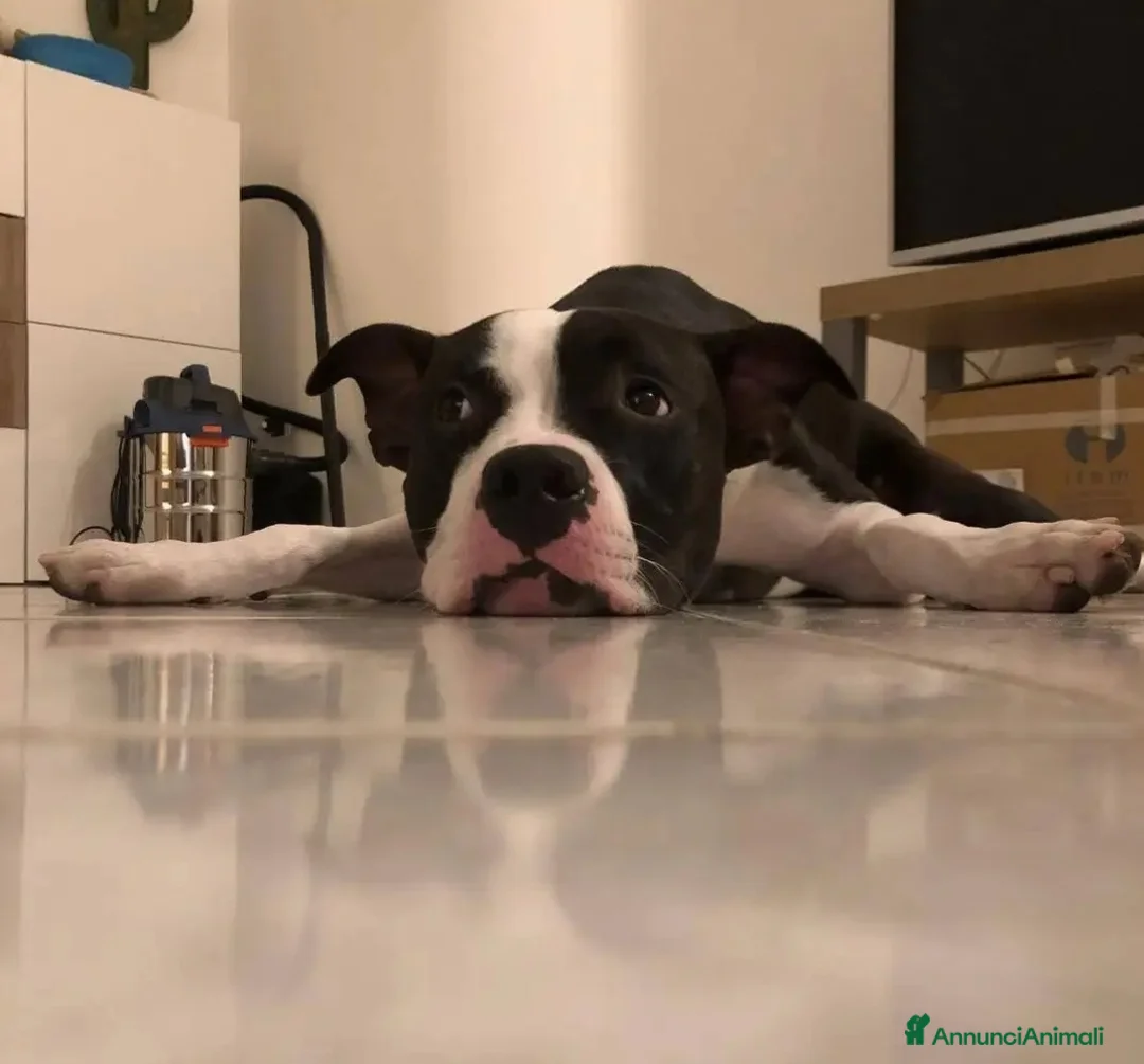 Pitbull cani in regalo: Pitbull splendido,4anni,padrone deceduto.MOLISE  - Annuncio 2