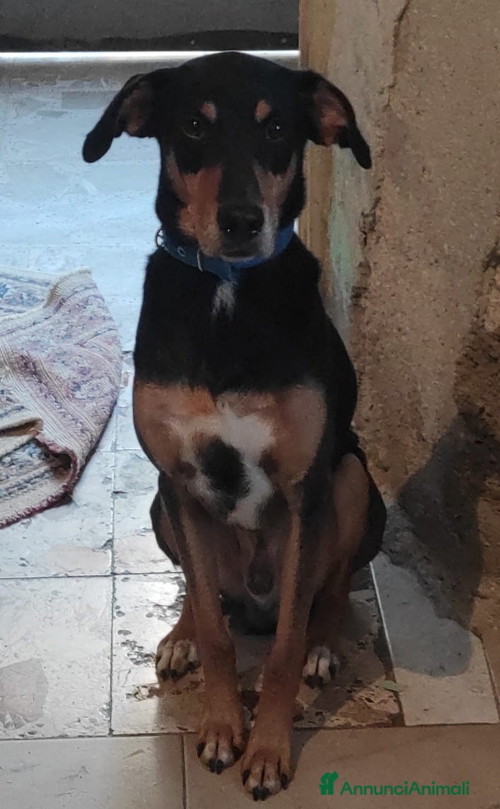 Meticcio cani Maschietto 6anni VISSUTI TUTTI IN CASA!! SICILIA  a Città metropolitana di Milano - Annuncio 25