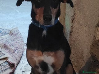 Meticcio cani Maschietto 6anni VISSUTI TUTTI IN CASA!! SICILIA a Città metropolitana di Milano - Annuncio 38