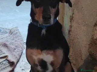 Meticcio cani Maschietto 6anni VISSUTI TUTTI IN CASA!! SICILIA a Città metropolitana di Milano - Annuncio 34