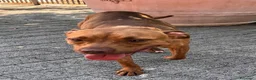 Meticcio cani in regalo: ALMA BELLISSIMA PIT - Annuncio 6
