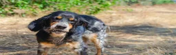 Meticcio cani in regalo: 𝗙𝗥𝗘𝗬𝗔, simil setter a Provincia di Lecce - Annuncio 10