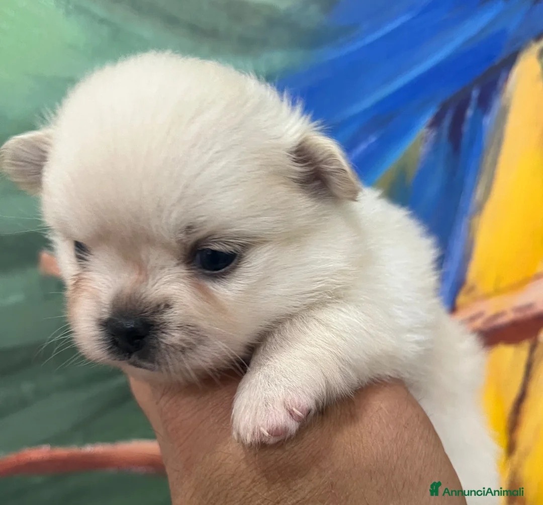 Chihuahua cani in vendita: Chihuahua  - Annuncio 1