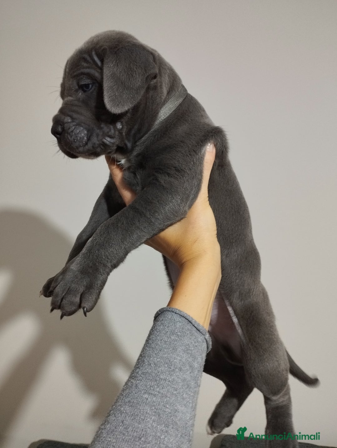 Cane Corso cani in vendita: Cuccioli Cane Corso grigi  - Annuncio 10