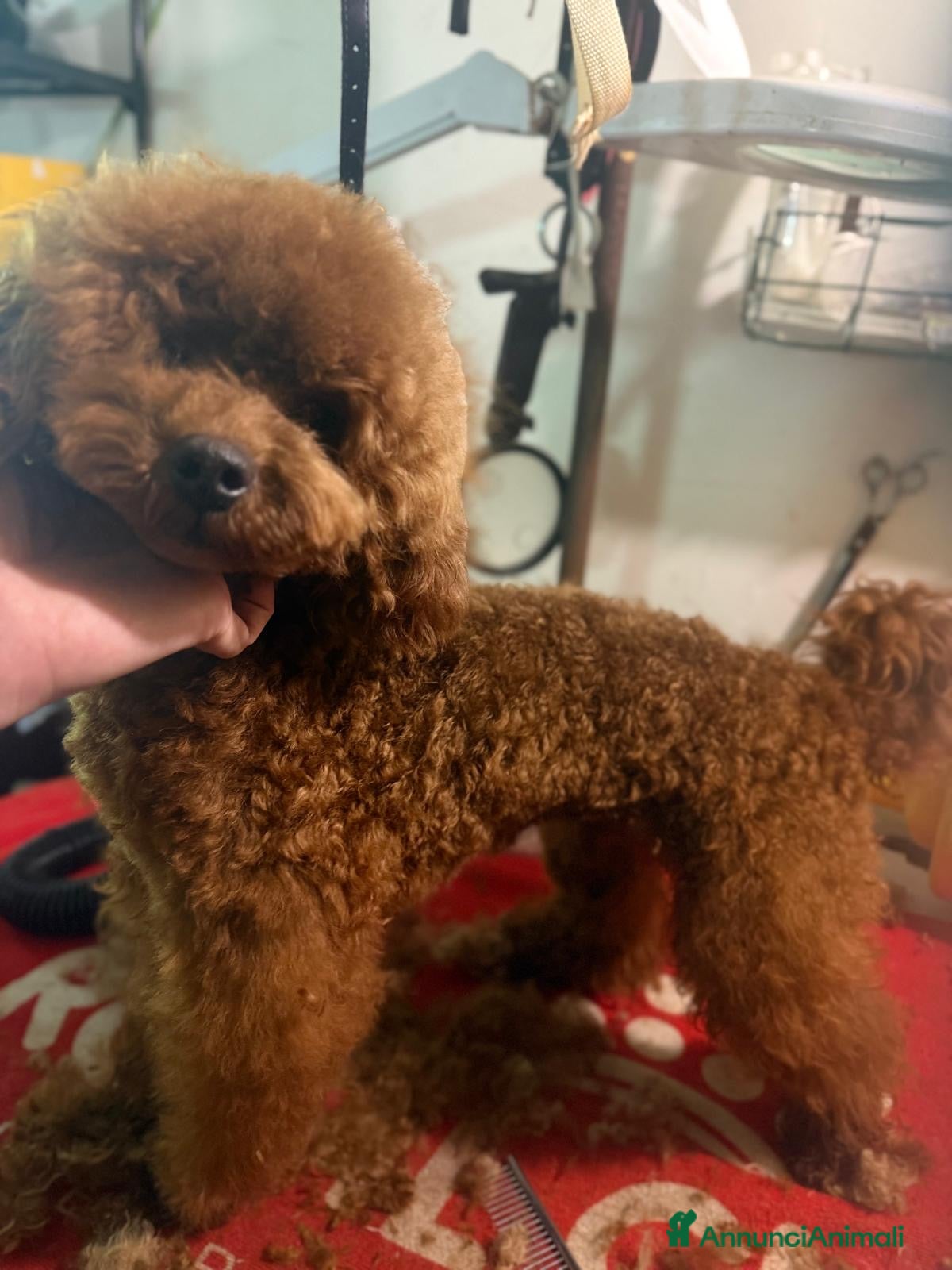 Barboncino cani Barboncino piccolo nano red brown  - Annuncio 3