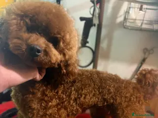 Barboncino cani Barboncino piccolo nano red brown - Annuncio 3