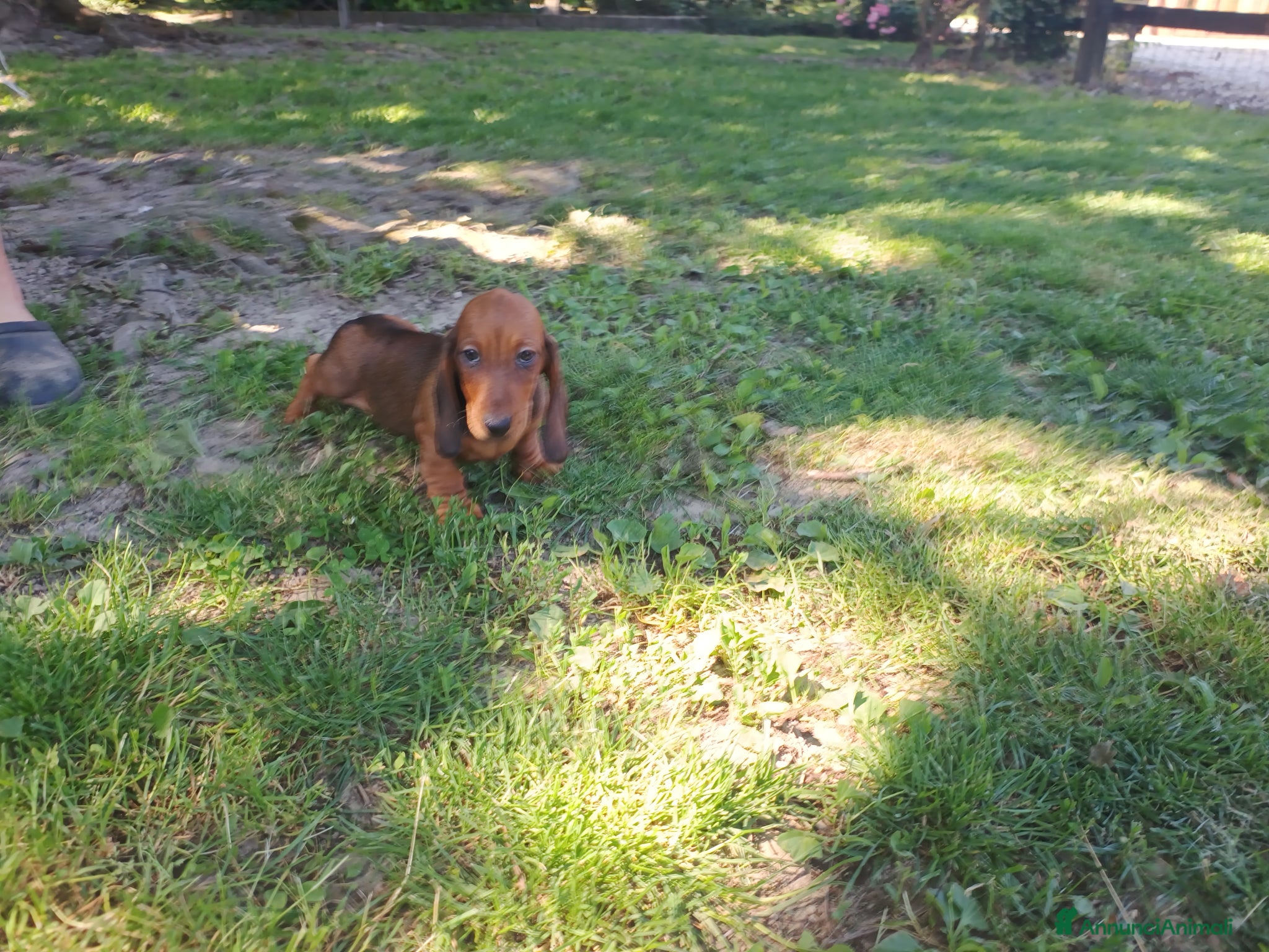 Bassotto cani BASSOTTO TEDESCO PELO CORTO FULVO - Annuncio 2