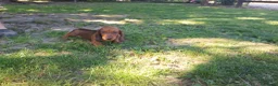 Bassotto cani in vendita: BASSOTTO TEDESCO PELO CORTO FULVO - Annuncio 2