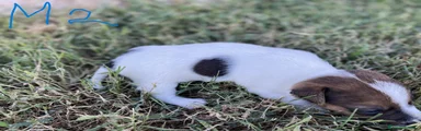 Jack Russell 2