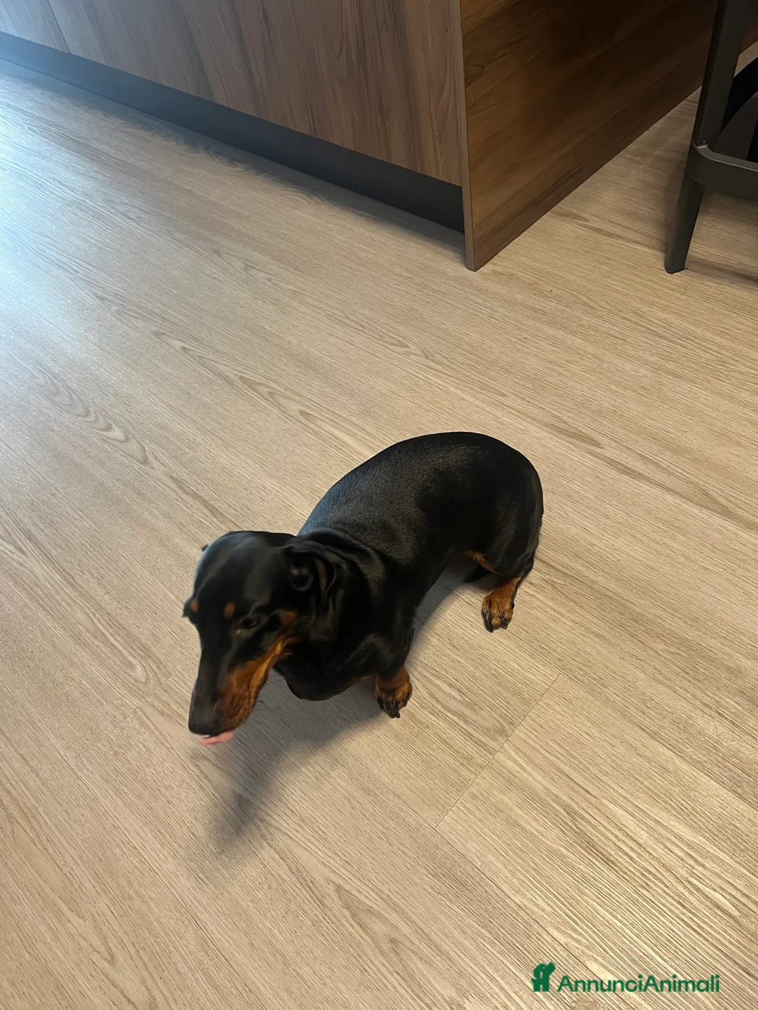 Bassotto cani per accoppiamento: Bassotta nero focato - Annuncio 3