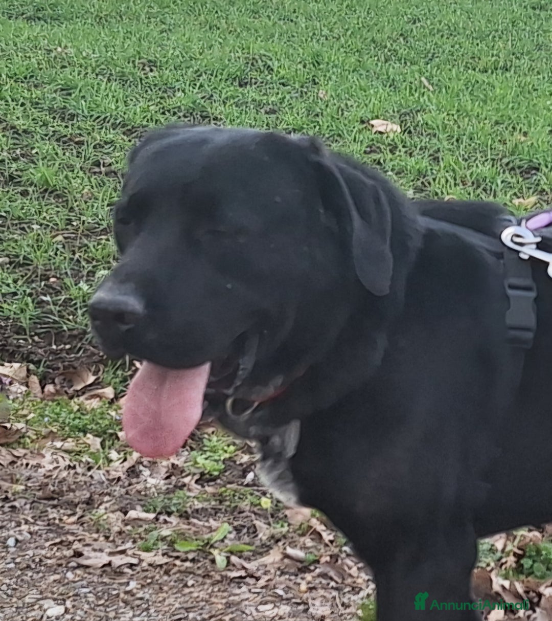 Labrador cani in regalo: Lukas labrador giovane in adozione  a Città metropolitana di Milano - Immagine 2