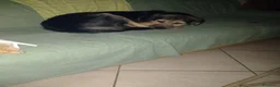 Meticcio cani in regalo: Ciao a tutti da Remì 1 anno di bontà (Catania) - Annuncio 8
