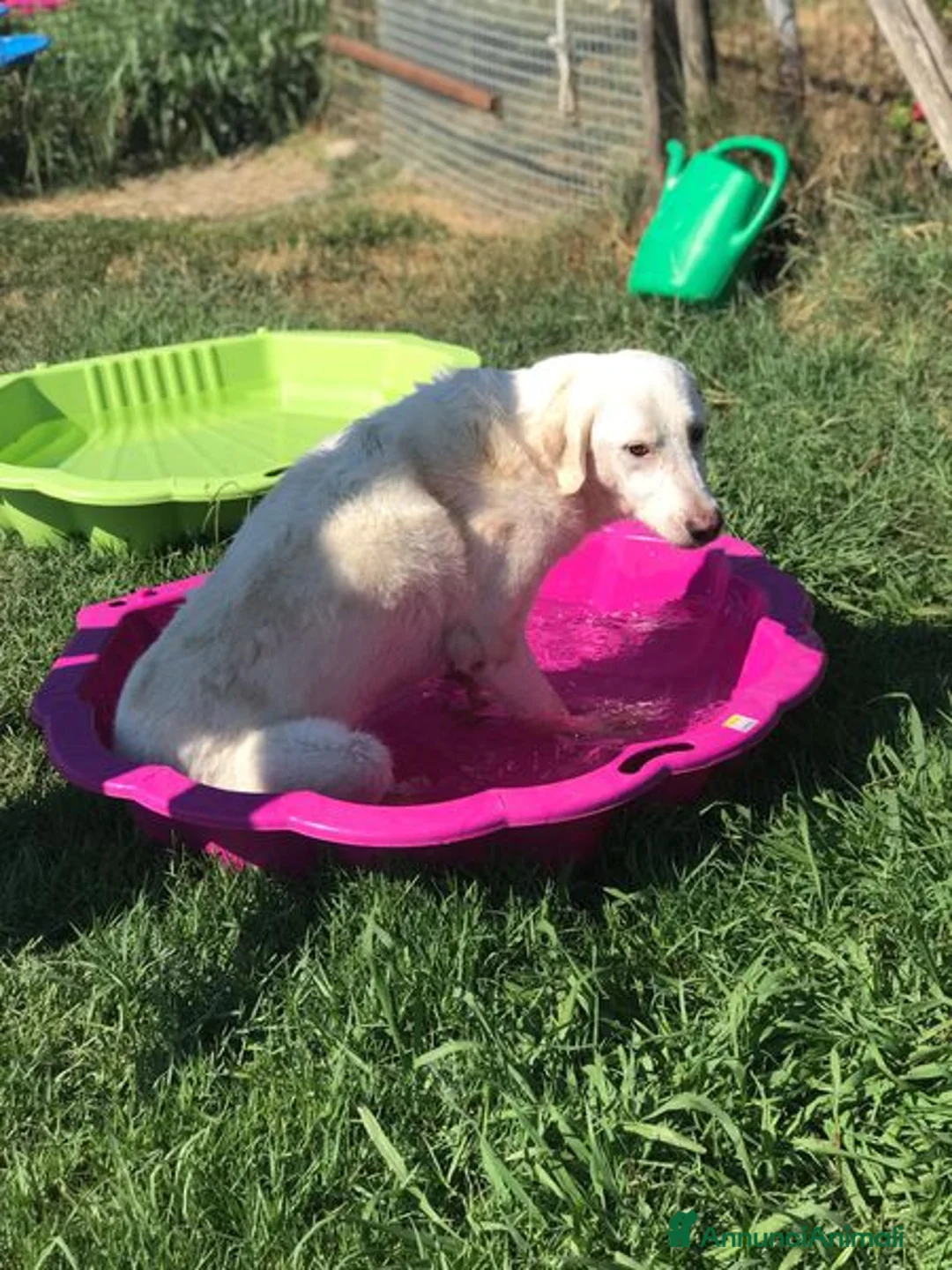 Labrador cani in regalo: Boston, simil labrador dagli occhi dolcissimi a Provincia di Latina - Annuncio 3