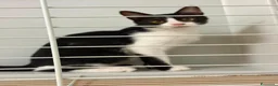 Meticcio gatti in regalo: La dolce felicia  - Annuncio 6
